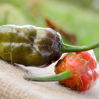 BBG 7Pot MAMP Purple Pepper Hot Pepper Premium Seed Packet + More - Thumbnail 1