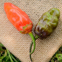 BBG 7Pot MAMP Purple Pepper Hot Pepper Premium Seed Packet + More - Thumbnail 2