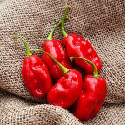 Trinidad beans heirloom pepper premium seed packet