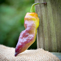 Yaki Blue Purple Ghost Pepper Hot Pepper Premium Seed Packet + More - Thumbnail 1