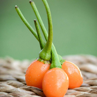 Carioca orange brazilian wild pepper premium seed packet