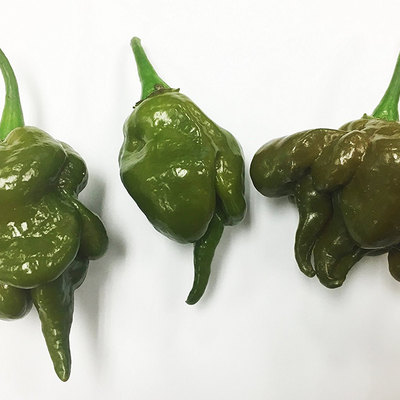 Mustard green trinidad scorpion hot pepper premium seed packet + more