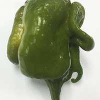 Mustard Green Trinidad Scorpion Hot Pepper Premium Seed Packet + More - Thumbnail 1