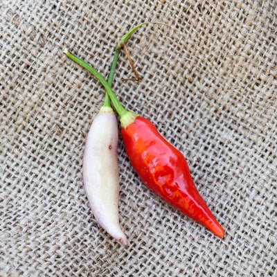 Aji omnicolor peruvian heirloom pepper premium seed packet