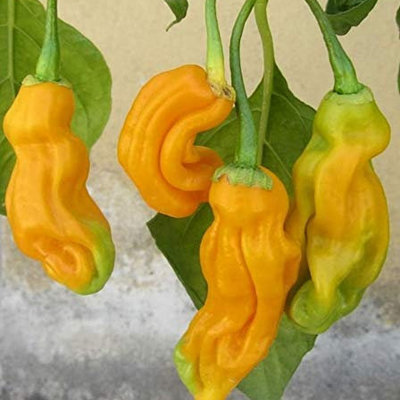 Malaysian goronong chile heirloom pepper premium seed packet + more