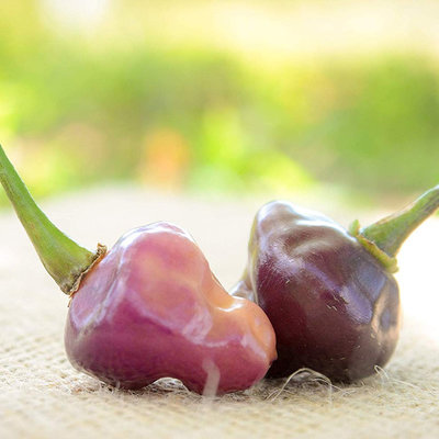 Cheiro roxa hot pepper premium seed packet + more