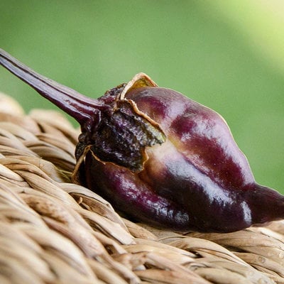 Piment de neyde purple heirloom pepper premium seed packet