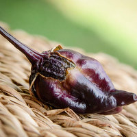 Piment de Neyde Purple Heirloom Pepper Premium Seed Packet - Thumbnail 1