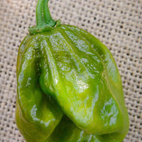7Pot 7 Pot Evergreen Pepper Hot Pepper Premium Seed Packet - Thumbnail 1