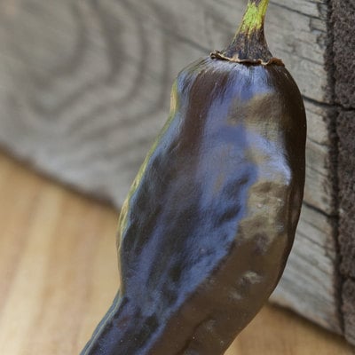 Black habanero heirloom pepper premium seed packet