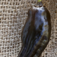 Black Habanero Heirloom Pepper Premium Seed Packet - Thumbnail 1