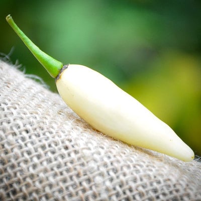 Coyote teeth dente di coyote hot pepper premium seed packet + more