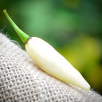 Coyote Teeth Dente di Coyote Hot Pepper Premium Seed Packet + More - Thumbnail 1