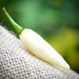 Coyote Teeth Dente di Coyote Hot Pepper Premium Seed Packet + More-1