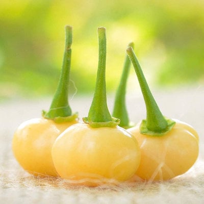 Peach charapita wild peruvian heirloom pepper premium seed packet