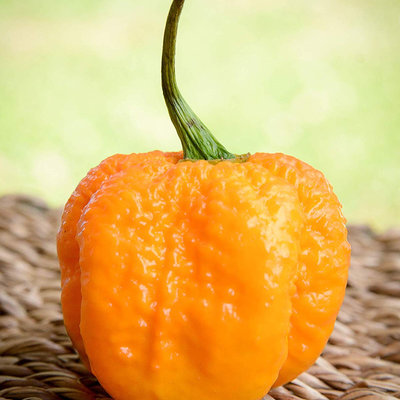 Yellow carolina reaper hp22b pepper premium seed packet record hottest in the world + more