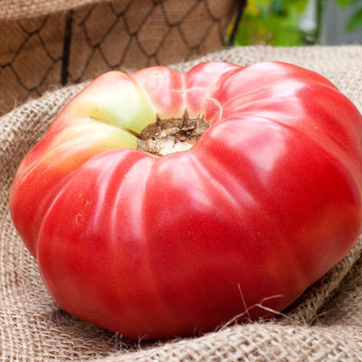 German queen heirloom tomato premium seed packet