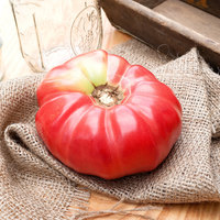 German Queen Heirloom Tomato Premium Seed Packet - Thumbnail 1