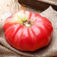 German Queen Heirloom Tomato Premium Seed Packet - Thumbnail 2