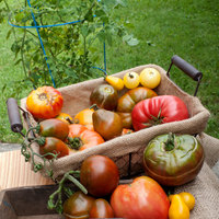 German Queen Heirloom Tomato Premium Seed Packet - Thumbnail 3