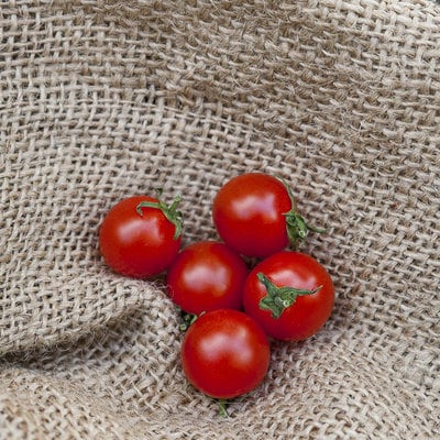 Sweet aperitif heirloom cherry tomato premium seed packet - sweetest tomato in the world