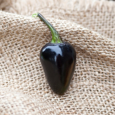 Purple jalapeno heirloom pepper premium seed packet