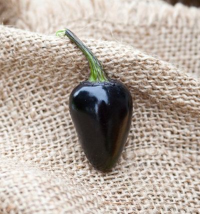 Purple Jalapeno Heirloom Pepper Premium Seed Packet