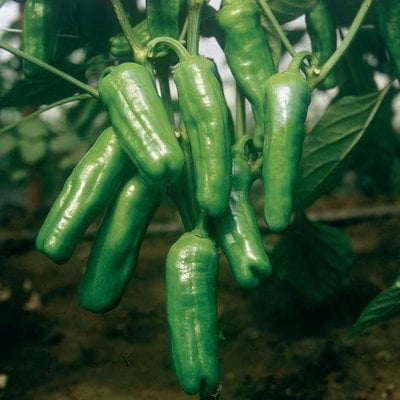 Dolcetto "little sweet one" italian peperoncini frying heirloom pepper premium seed packet + more