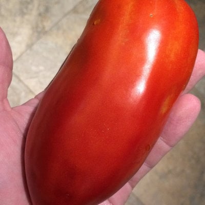 San marzano redorta heirloom tomato premium 50 seed packet