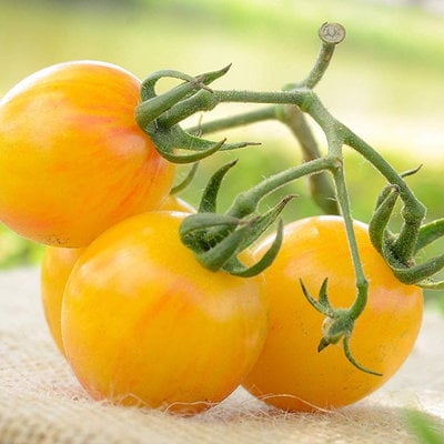 Sunrise yellow and red bumblebee heirloom cherry tomato premium seed packet