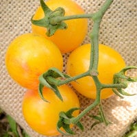 Sunrise Yellow and Red Bumblebee Heirloom Cherry Tomato Premium Seed Packet - Thumbnail 1