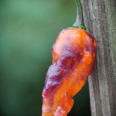 Black panther hot pepper premium seed packet + more