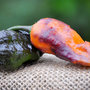 Black Panther Hot Pepper Premium Seed Packet + More-1