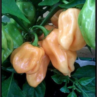 Peach habanero heirloom pepper premium seed packet