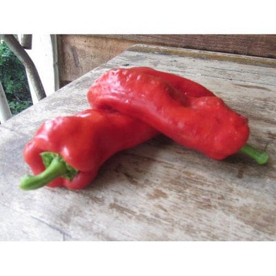 Choricero cuerno de cabra heirloom pepper premium seed packet + more