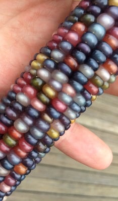 Glass gem cherokee corn 20 seed pack  the most beautiful corn in the world