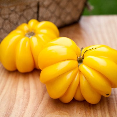 Yellow ruffles pleated stuffing heirloom tomato premium seed packet