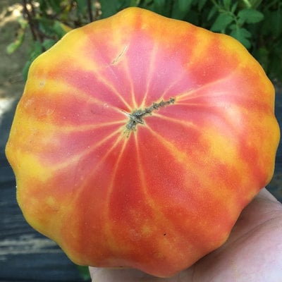 Georgia streak heirloom tomato premium seed packet