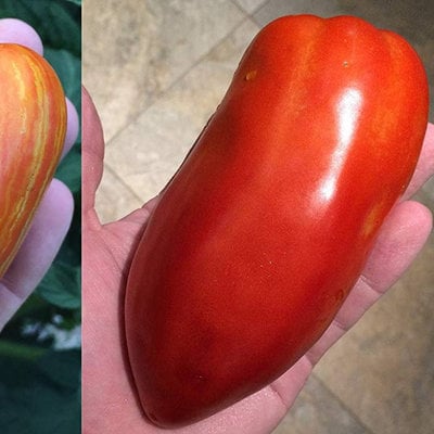 Sherwoods ultimate sauce tomato variety seed packet san marzano redorta opalka