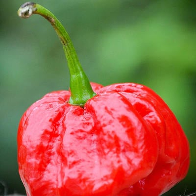 Moa red scotch bonnet hot pepper premium seed packet + more