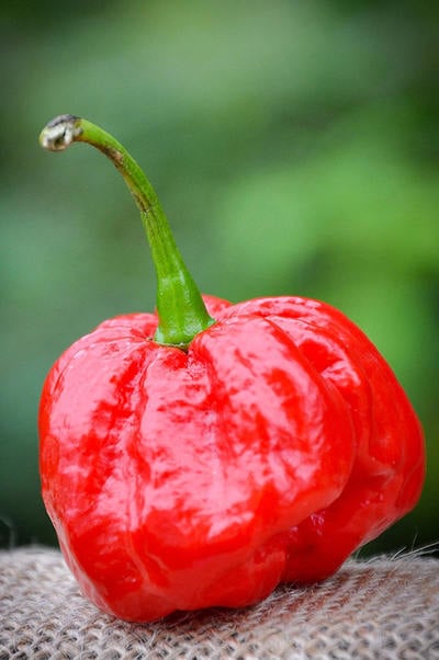 MOA Red Scotch Bonnet Hot Pepper Premium Seed Packet + More