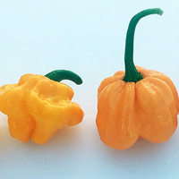 MOA Red Scotch Bonnet Hot Pepper Premium Seed Packet + More - Thumbnail 1