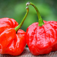MOA Red Scotch Bonnet Hot Pepper Premium Seed Packet + More - Thumbnail 2
