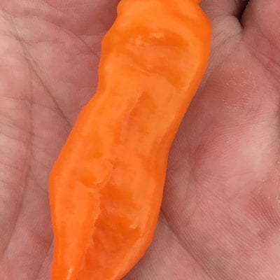 Aji mango chile heirloom pepper premium seed packet