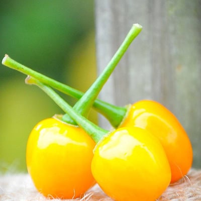 Aji charapita charapa wild peruvian heirloom pepper premium seed packet