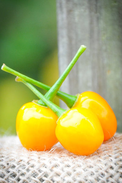 Aji Charapita Charapa Wild Peruvian Heirloom Pepper Premium Seed Packet