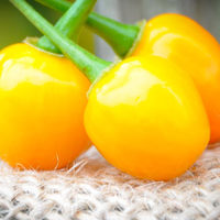 Aji Charapita Charapa Wild Peruvian Heirloom Pepper Premium Seed Packet - Thumbnail 1