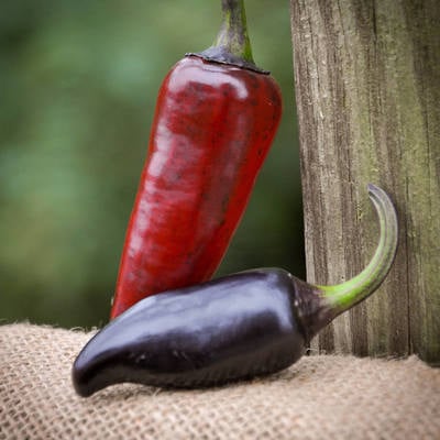 Purple serrano chile pepper premium seed packet record hottest in the world + more