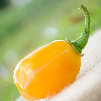 Aji dulce yellow round heirloom pepper premium seed packet + more
