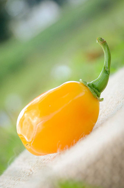 Aji Dulce Yellow Round Heirloom Pepper Premium Seed Packet + More